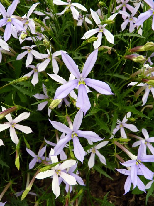 Laurentia axillaris 'Avant-garde bleu' fleur